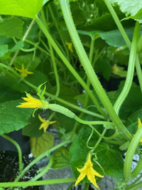 Cucumbers vining