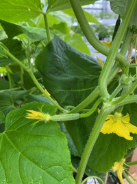 More cucumbers vining, its a jungle!