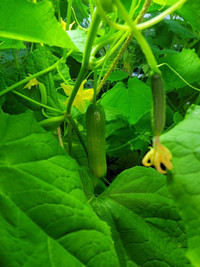 Cucumber variety Katrina