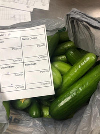 Cucumber harvest Tuesday during record week