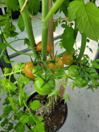 Our first cherry tomatoes of the season!